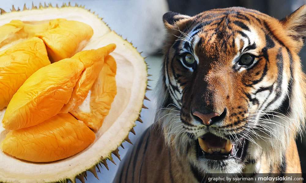 Musang King Jadi Ancaman Harimau Malaya