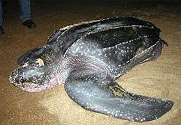 mama turtle