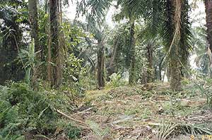 orang asli dengkil 120305 before development