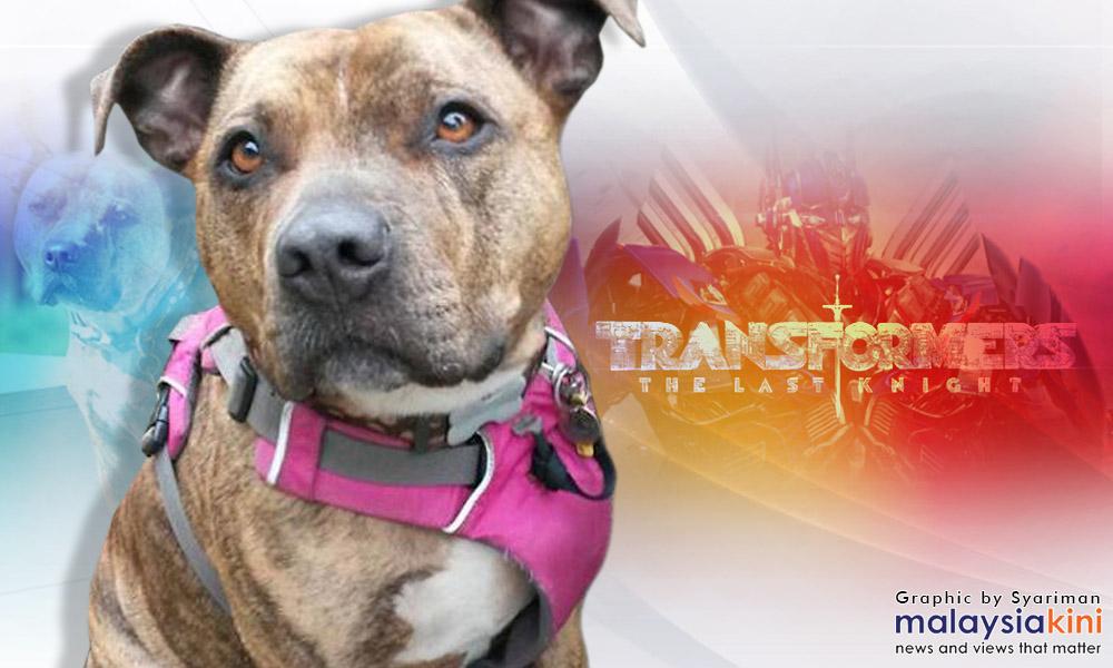 Anjing malang dapat berlakon Transformers