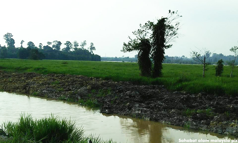 Illegal land clearing destroying Perak water catchments, say eco groups