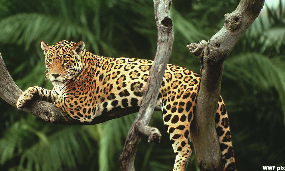 Use of wildlife in all human-related activities should be banned