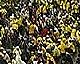 bersih rally crowd 141107 big thumbnail
