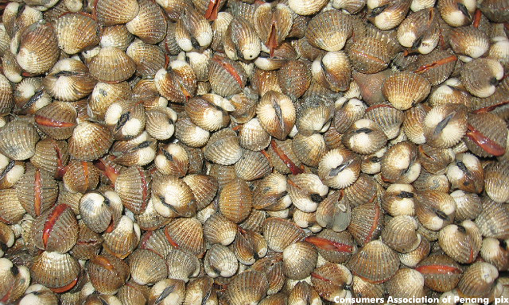 Environmental destruction cause of decline in cockle production