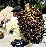 palm oil palm kelapa sawit 201107