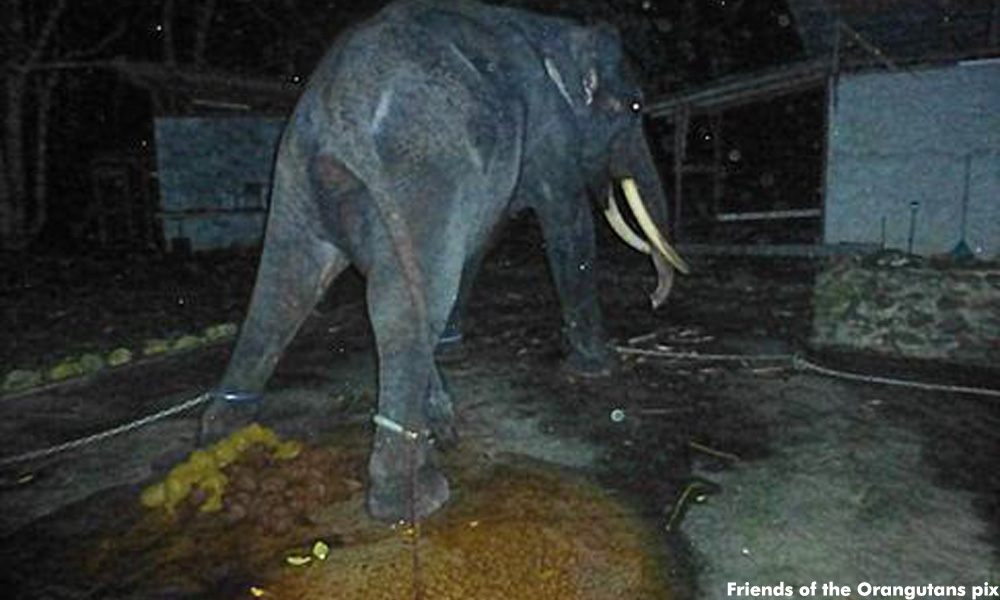 NGO demands release of Langkawi elephant