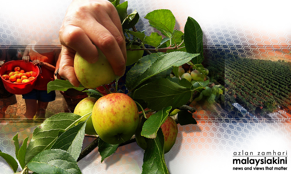 Modus operandi of Australian fruit-picking scammers