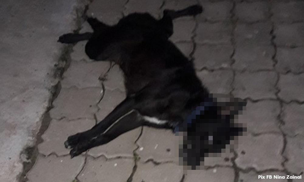 Dog allegedly thrown out of apartment building