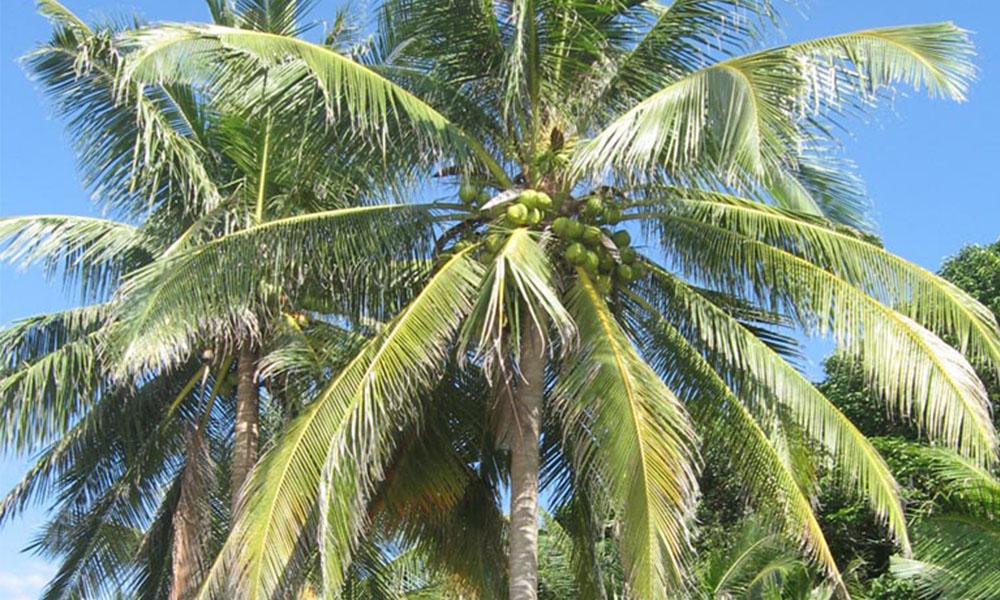 Kerajaan cadang tubuh badan khas industri kelapa