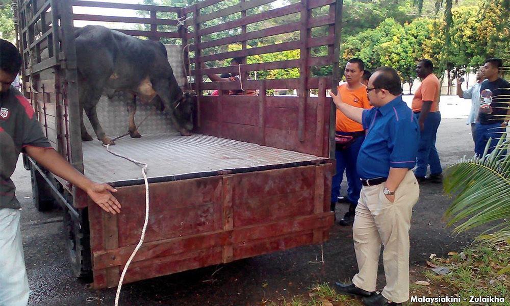 Lembu keluar APM, daging korban masuk balik