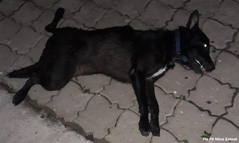 Wanita dakwa anjing dicampak dari pangsapuri