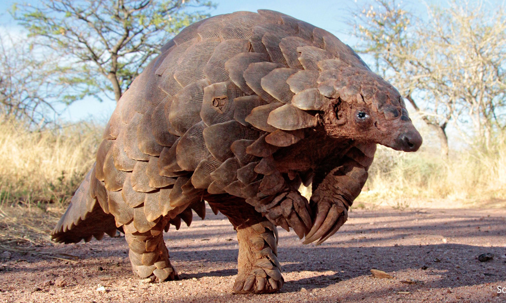 Trade ban on pangolins only as effective as its enforcement