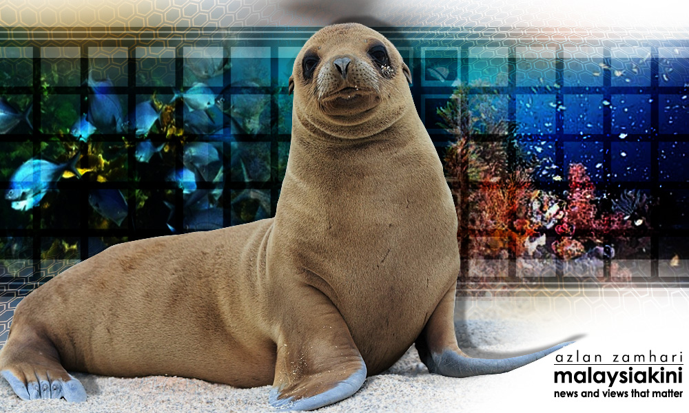 New Zealand's marine animals at risk of extinction