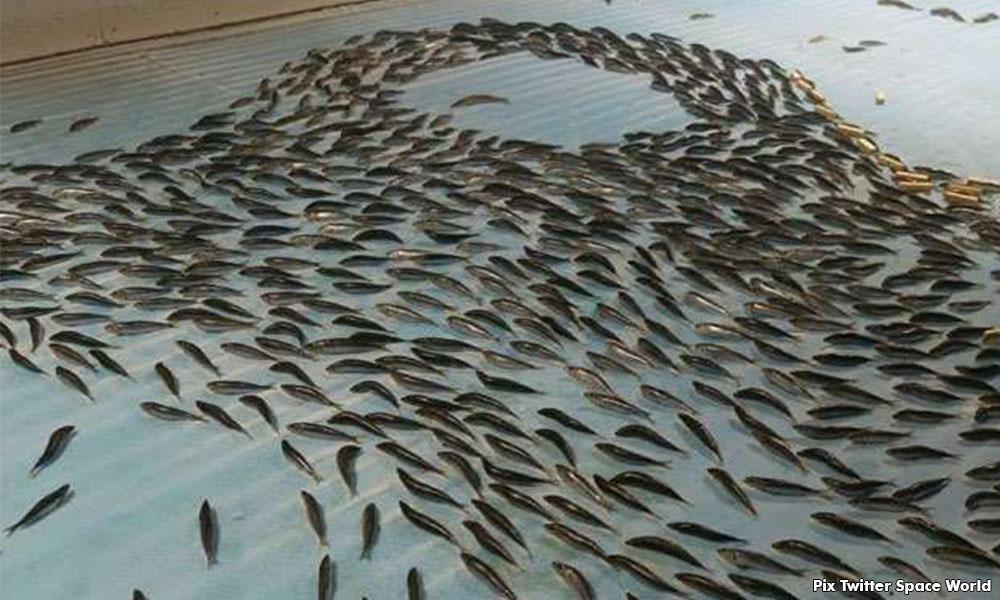 Japanese skating rink closed after outrage over fish frozen in ice