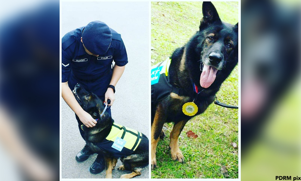 Police dog, trainer awarded medals