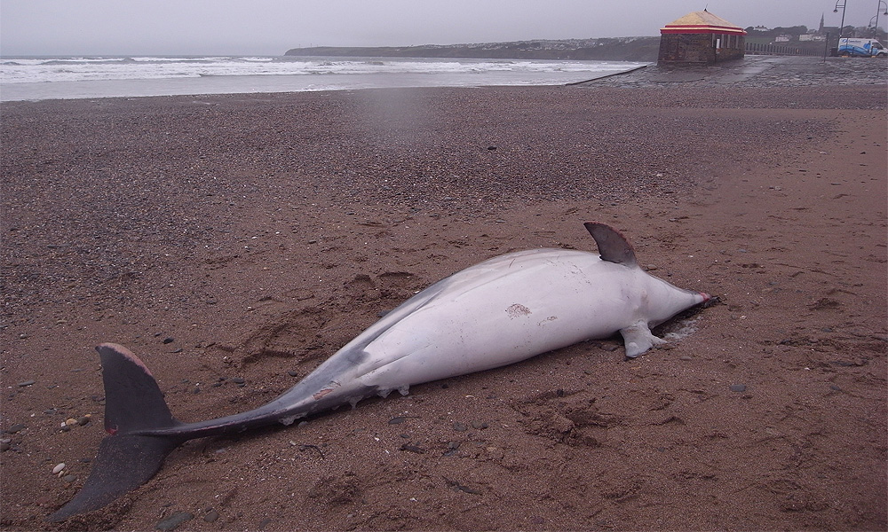 Squid jig in tummy of dead dolphin found on Sabah coast