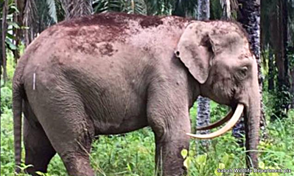 Rare 'sabre-tusked' elephant killed by poachers in Sabah