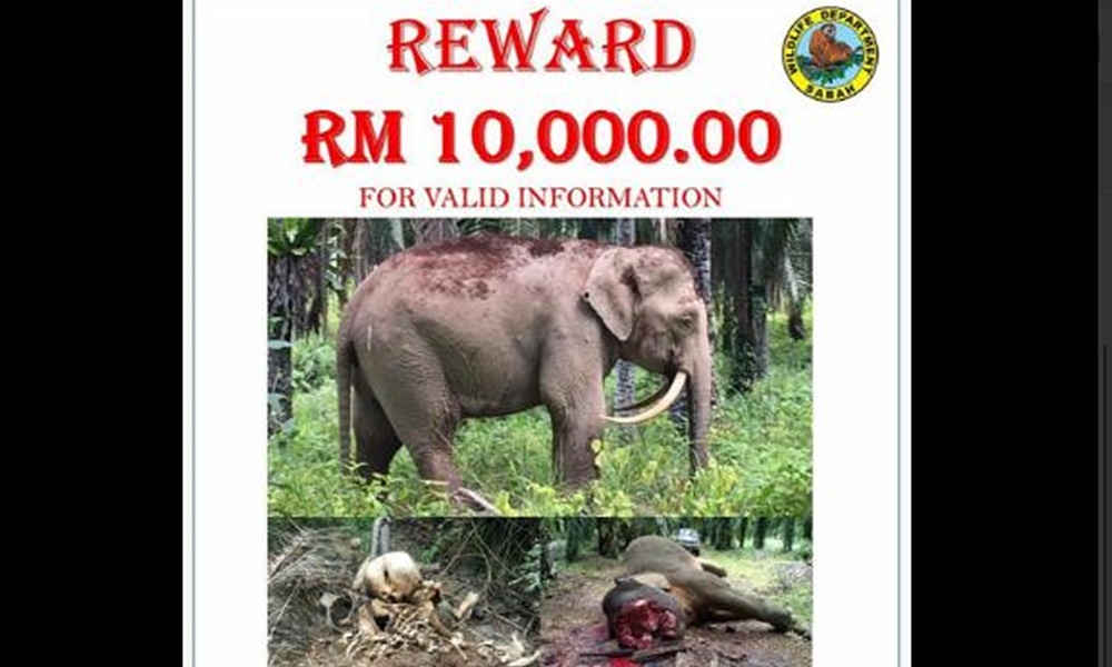 RM10,000 reward offered for info on elephant killings