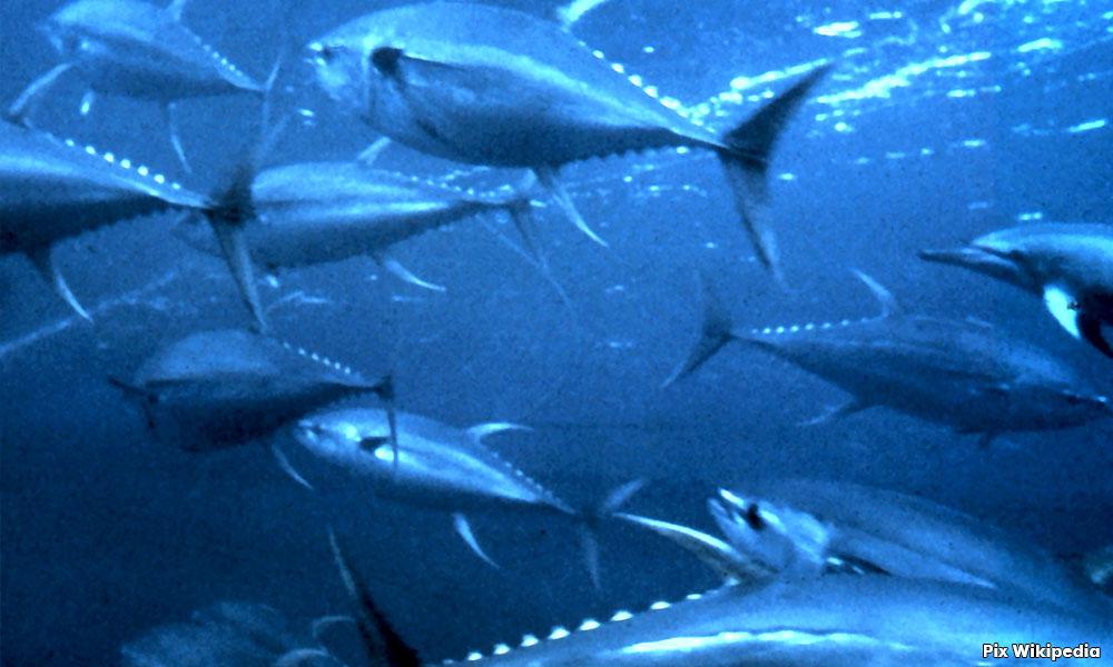 Penang plans new fishing port for tuna, estimated cost up to RM300m Bernama 1h ago ⋅ 2