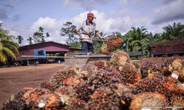 Jomo Harapkan Felda Felda Bikin Rugi