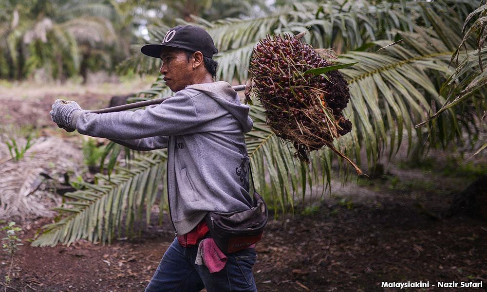 Isu Kekurangan Pekerja Ladang Tak Berkesudahan