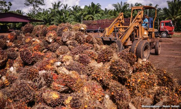 The Story of Palm Oil Is a Story About Capitalism