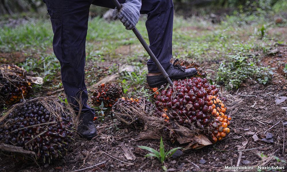 M’sians still falling prey to debt bondage in remote plantations – Suaram – Malaysiakini