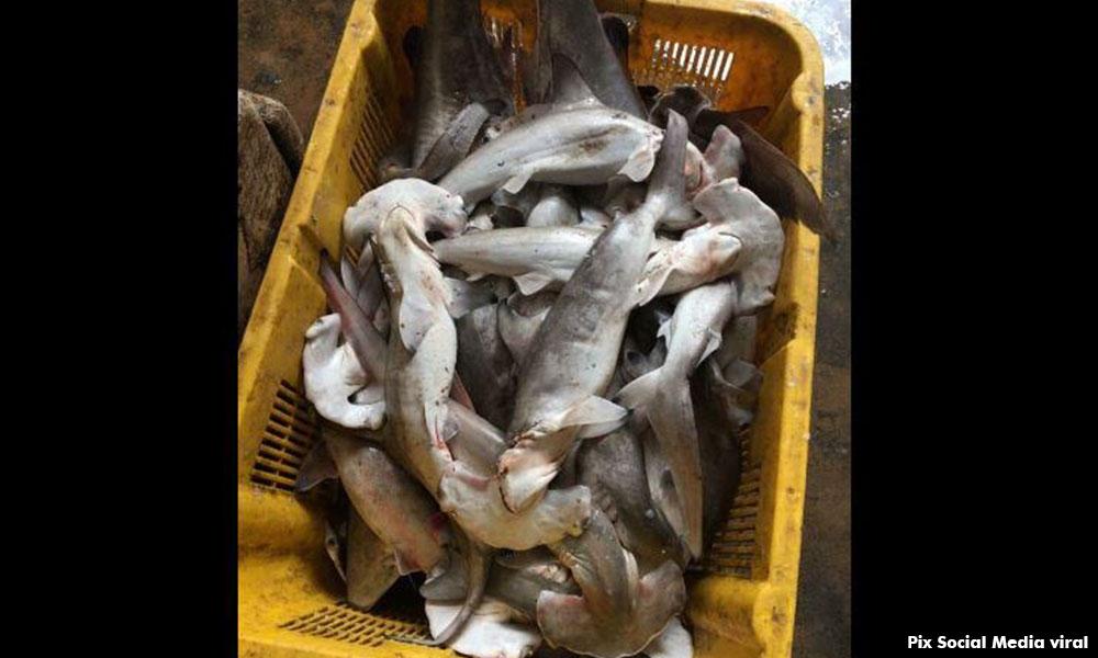 Ban harvesting, trade and serving of shark fins in Malaysia