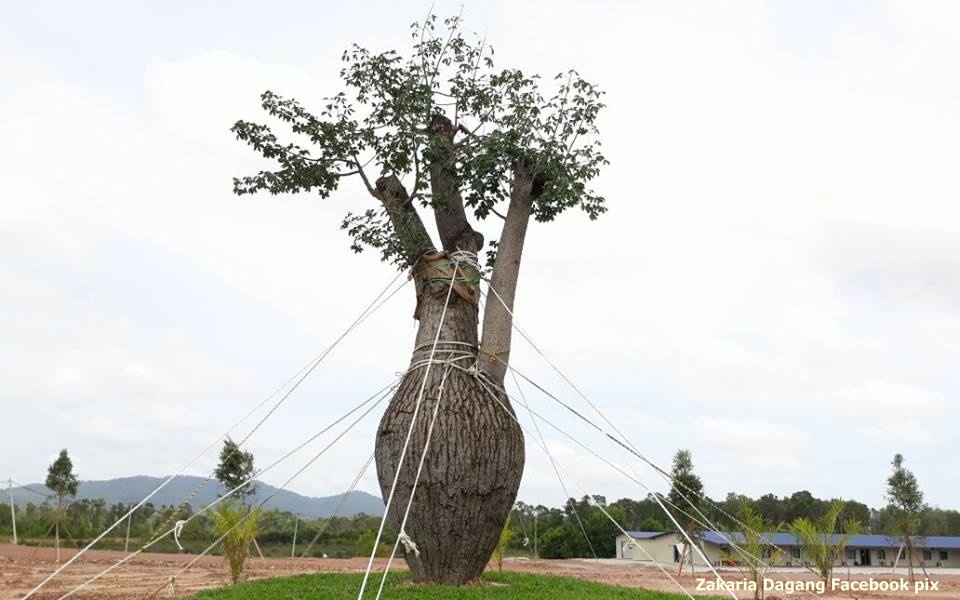 JKR nafi 'Ceiba Chodatii' libatkan kerajaan negeri