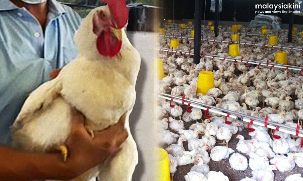 Penternak bermalam dalam reban demi nyawa ayam