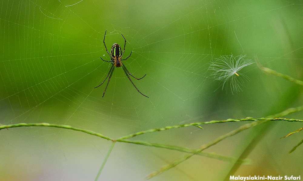 ‘Why don't you die?’: Australian's fight with a spider sparks police call