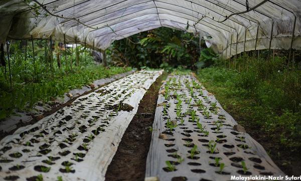 Sarawak Spends Rm90 000 To Buy Agricultural Produce To Solve Vegetable Dumping