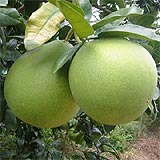 kenny pomelo price story 060208 pomelo