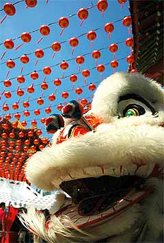 chinese new year 310108 lion