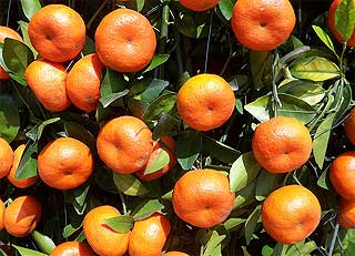 chinese new year 310108 oranges