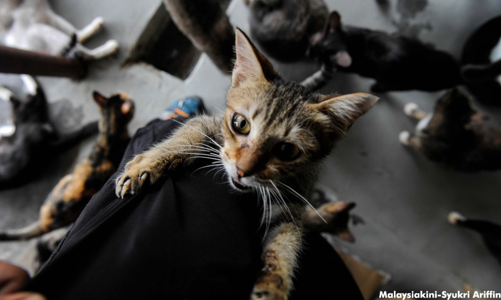 Laporan: Tak perlu bimbang tentang kajian kucing dan Covid-19