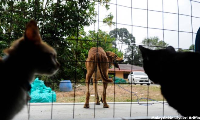 Debat Anjing Di Kelantan 1937