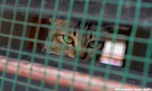 Kes kematian kucing, anjing: JPV perbetul butiran perundangan