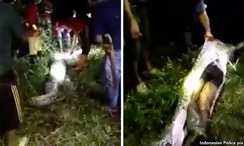 Ular sawa 4 meter telan pekebun