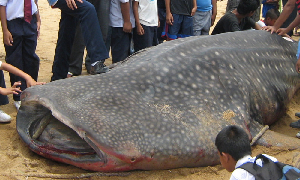 Ikan paus terdampar di pantai Kuala Sungai Siwak