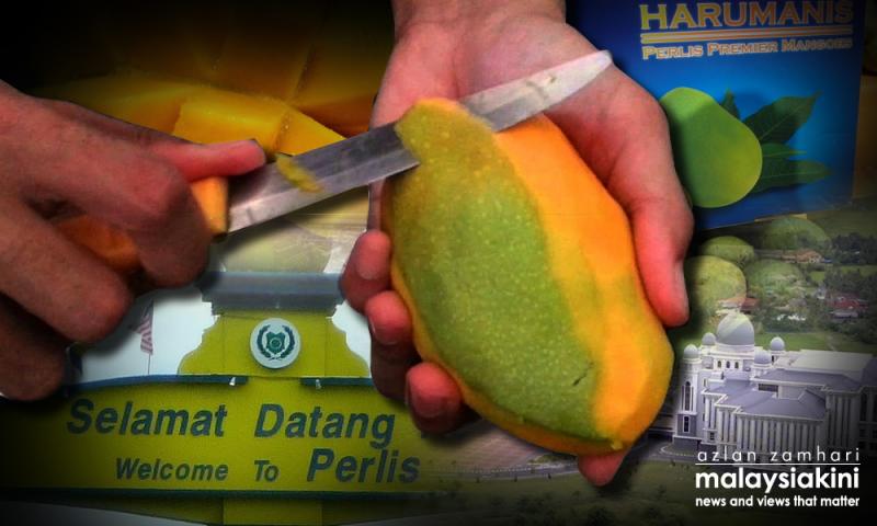 Harumanis Perlis kembali lagi