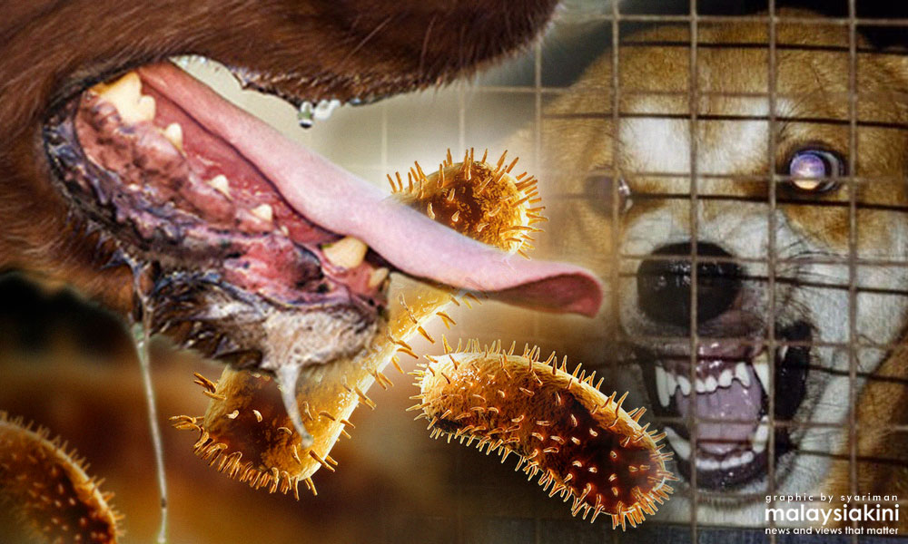 Wabak rabies: Satu lagi kematian di S'wak - KKM