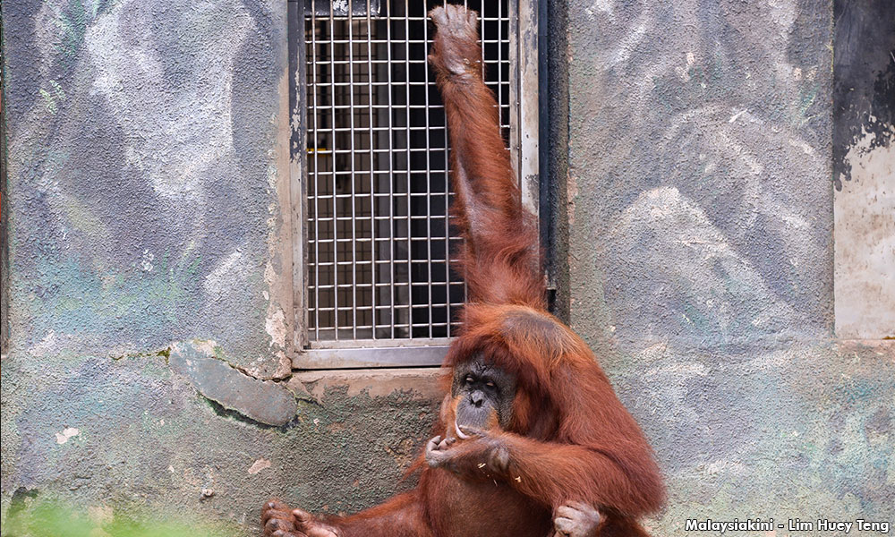 We have to do a lot more for animal rights