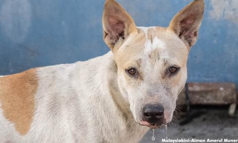 Penduduk Kesal Sikap Pemilik Anjing Pertahan Pengerusi Masjid