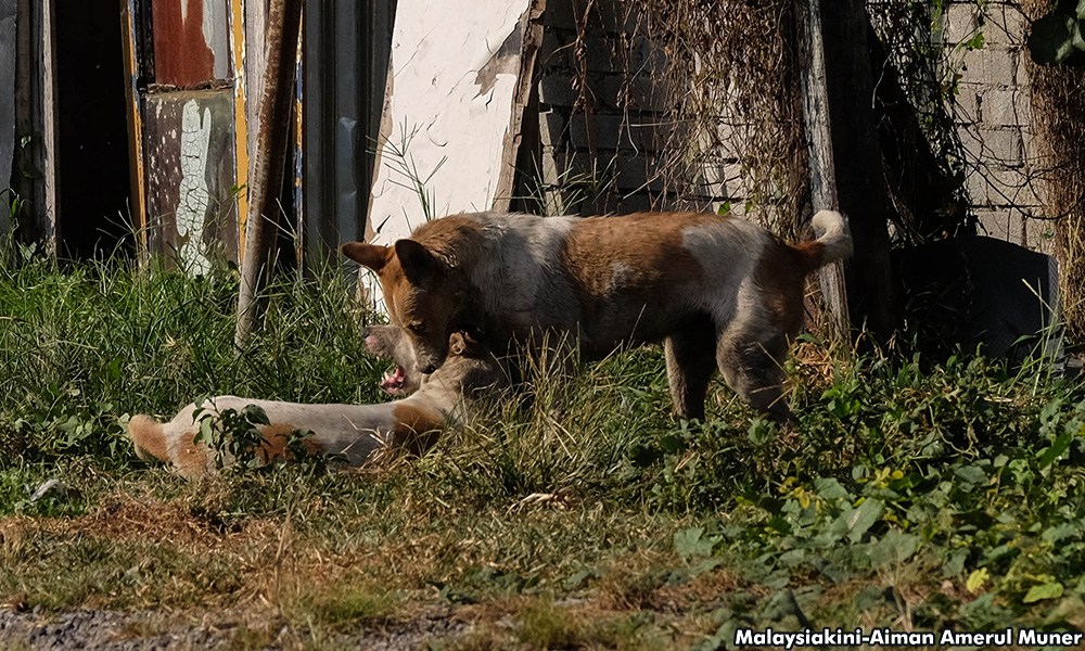 Kuching to have state-of-the-art animal village for strays