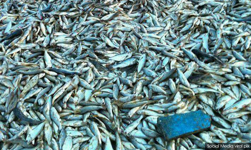 Kejadian ikan 'naik sendiri' ke pantai tak benar