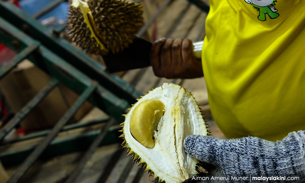 A durian a day keeps politicians at bay