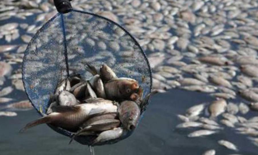 Malaysiakini Kegiatan Menuba Ikan Masih Berleluasa Di K Tan
