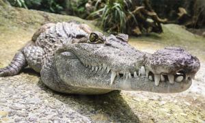 SNAPSHOT | Crocodile being crocodile is no crime, lawyers tell Perhilitan