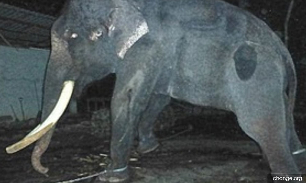 Chained elephant needs release and respite